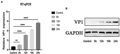 Long non-coding RNA SNHG9 regulates viral replication in rhabdomyosarcoma cells infected with enterovirus D68 via miR-150-5p/c-Fos axis